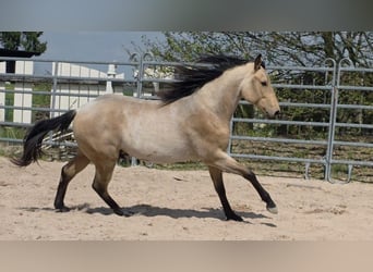 Caballo cuarto de milla, Semental, 2 años, 158 cm, Buckskin/Bayo
