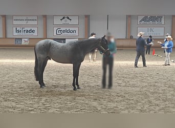 Caballo cuarto de milla, Semental, 2 años, 160 cm, Ruano azulado