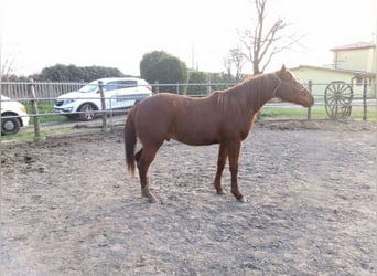 Caballo cuarto de milla, Semental, 2 años, Alazán