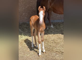 Caballo cuarto de milla, Semental, 2 años, Alazán