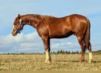 Caballo cuarto de milla, Semental, 2 años, Alazán