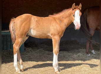 Caballo cuarto de milla, Semental, 2 años, Alazán