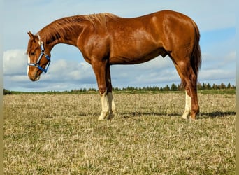 Caballo cuarto de milla, Semental, 2 años, Alazán