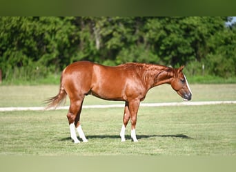 Caballo cuarto de milla, Semental, 2 años, Alazán rojizo