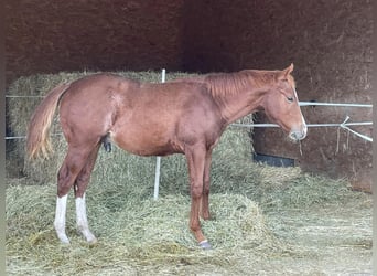 Caballo cuarto de milla, Semental, 2 años, Alazán-tostado