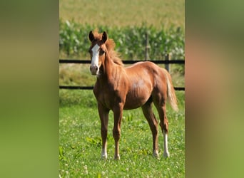 Caballo cuarto de milla, Semental, 2 años, Alazán