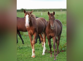 Caballo cuarto de milla, Semental, 2 años, Alazán