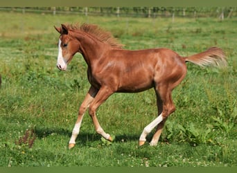 Caballo cuarto de milla, Semental, 2 años, Alazán