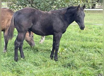 Caballo cuarto de milla, Semental, 2 años, Negro