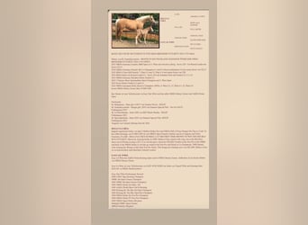 Caballo cuarto de milla, Semental, 2 años, Palomino