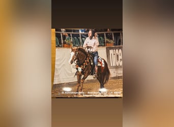 Caballo cuarto de milla, Semental, 2 años, Palomino