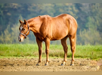 Caballo cuarto de milla, Semental, 2 años