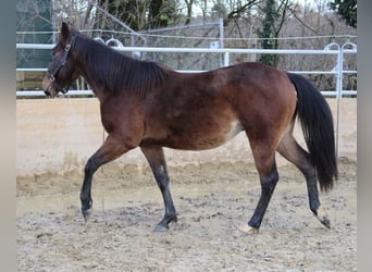 Caballo cuarto de milla, Semental, 3 años, 140 cm, Castaño