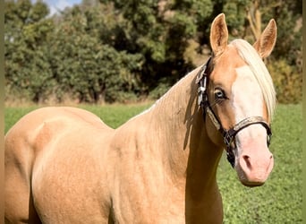 Caballo cuarto de milla, Semental, 3 años, 141 cm, Palomino