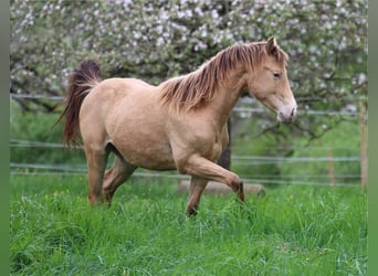 Caballo cuarto de milla, Semental, 3 años, 142 cm, Champán