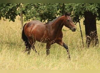 Caballo cuarto de milla, Semental, 3 años, 142 cm