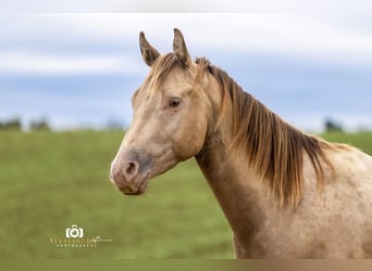 Caballo cuarto de milla, Semental, 3 años, 145 cm, Champán