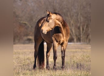 Caballo cuarto de milla, Semental, 3 años, 147 cm, Buckskin/Bayo