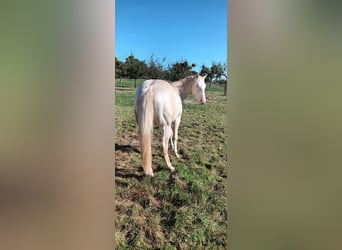 Caballo cuarto de milla, Semental, 3 años, 147 cm, Cremello