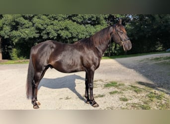 Caballo cuarto de milla, Semental, 3 años, 147 cm, Negro