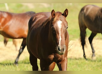 Caballo cuarto de milla, Semental, 3 años, 148 cm, Alazán-tostado