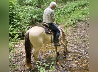 Caballo cuarto de milla, Semental, 3 años, 148 cm, Champán