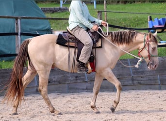 Caballo cuarto de milla, Semental, 3 años, 148 cm, Champán