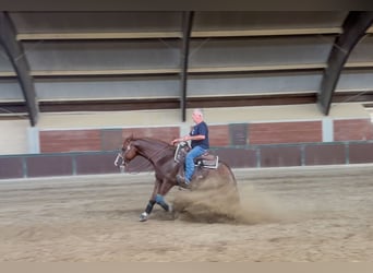 Caballo cuarto de milla, Semental, 3 años, 150 cm, Alazán