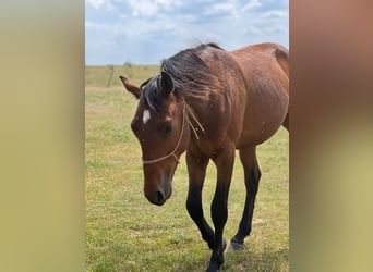 Caballo cuarto de milla Mestizo, Semental, 3 años, 150 cm, Castaño