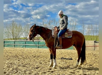 Caballo cuarto de milla, Semental, 3 años, 150 cm, Castaño