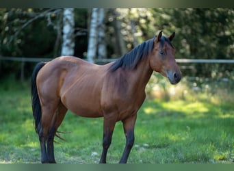 Caballo cuarto de milla, Semental, 3 años, 150 cm, Castaño