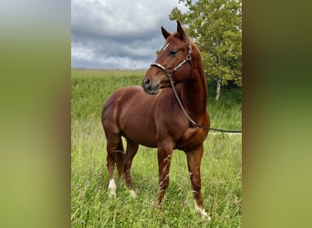Caballo cuarto de milla, Semental, 3 años, 152 cm, Alazán