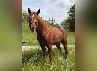 Caballo cuarto de milla, Semental, 3 años, 152 cm, Alazán
