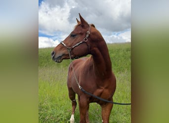 Caballo cuarto de milla, Semental, 3 años, 152 cm, Alazán