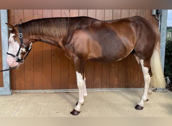 Caballo cuarto de milla, Semental, 3 años, 152 cm, Overo-todas las-capas