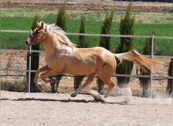 Caballo cuarto de milla, Semental, 3 años, 156 cm, Palomino