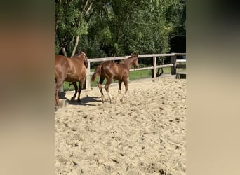 Caballo cuarto de milla, Semental, 3 años, 160 cm, Alazán-tostado