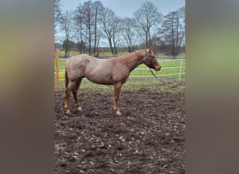 Caballo cuarto de milla, Semental, 3 años, 160 cm, Ruano alazán