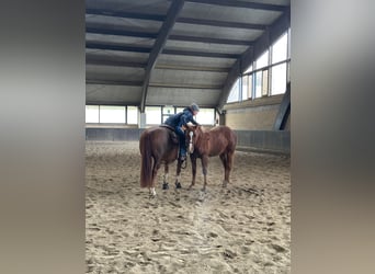 Caballo cuarto de milla, Semental, 3 años, Alazán-tostado