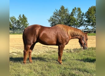 Caballo cuarto de milla, Semental, 3 años, Alazán-tostado