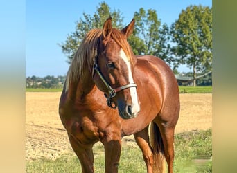 Caballo cuarto de milla, Semental, 3 años, Alazán-tostado