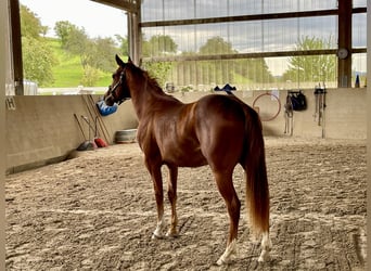 Caballo cuarto de milla, Semental, 3 años, Alazán