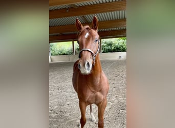 Caballo cuarto de milla, Semental, 3 años, Alazán