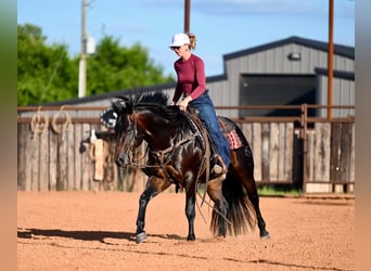 Caballo cuarto de milla, Semental, 3 años, Castaño oscuro