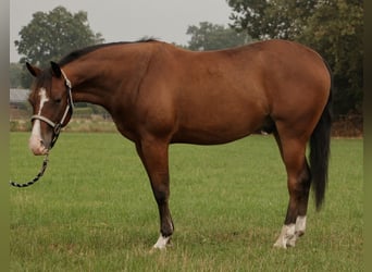 Caballo cuarto de milla, Semental, 3 años, Castaño