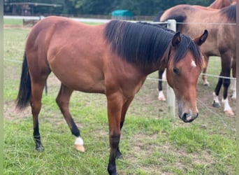 Caballo cuarto de milla, Semental, 3 años, Castaño