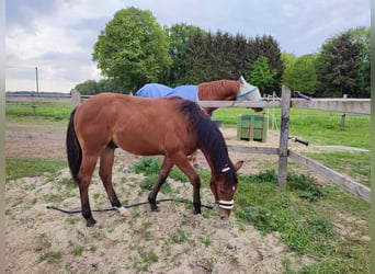 Caballo cuarto de milla, Semental, 3 años, Castaño