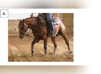 Caballo cuarto de milla, Semental, 3 años, Castaño