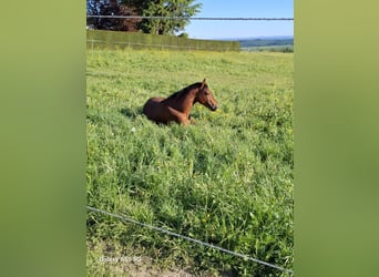 Caballo cuarto de milla, Semental, 3 años, Castaño