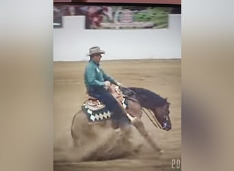Caballo cuarto de milla, Semental, 3 años, Castaño rojizo